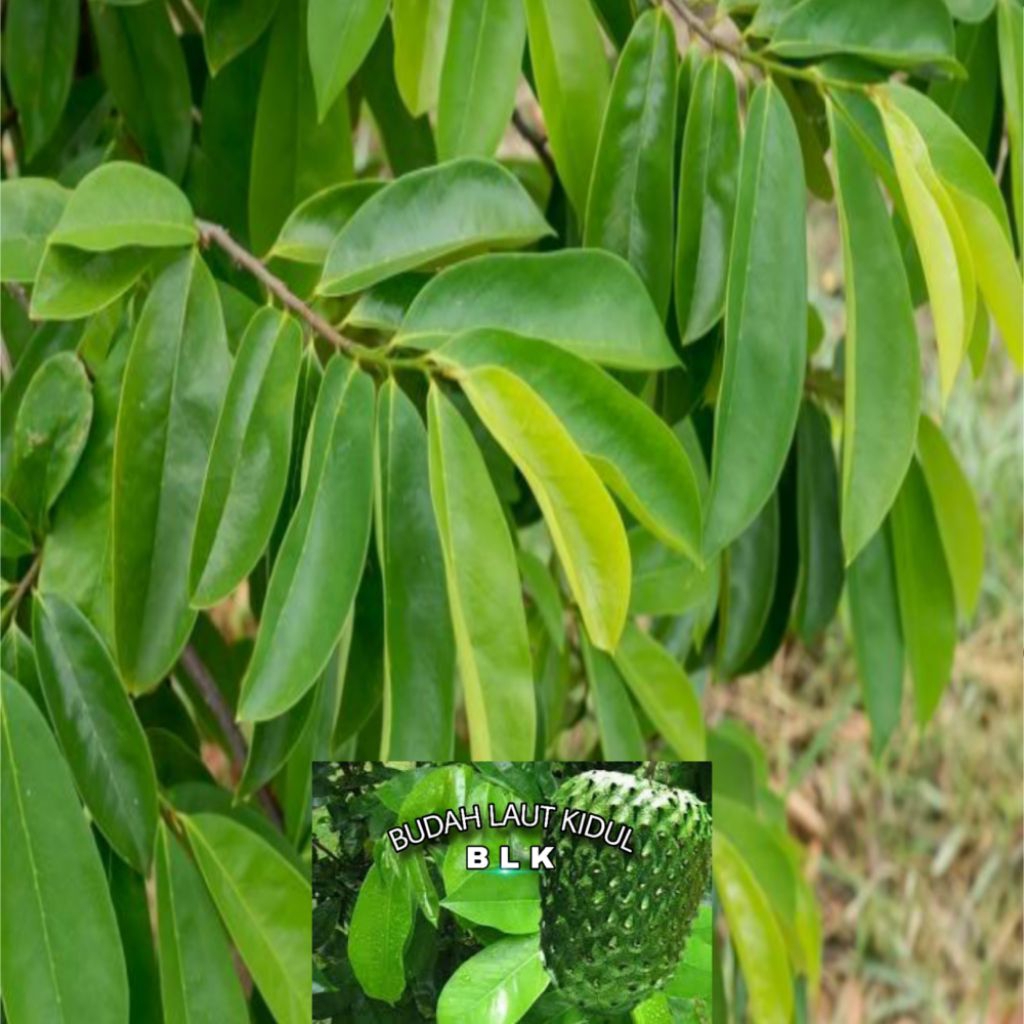 

Daun sirsak segar | Daun sirsak | Daun sirsak fresh | 1 pcs = 50 lembar