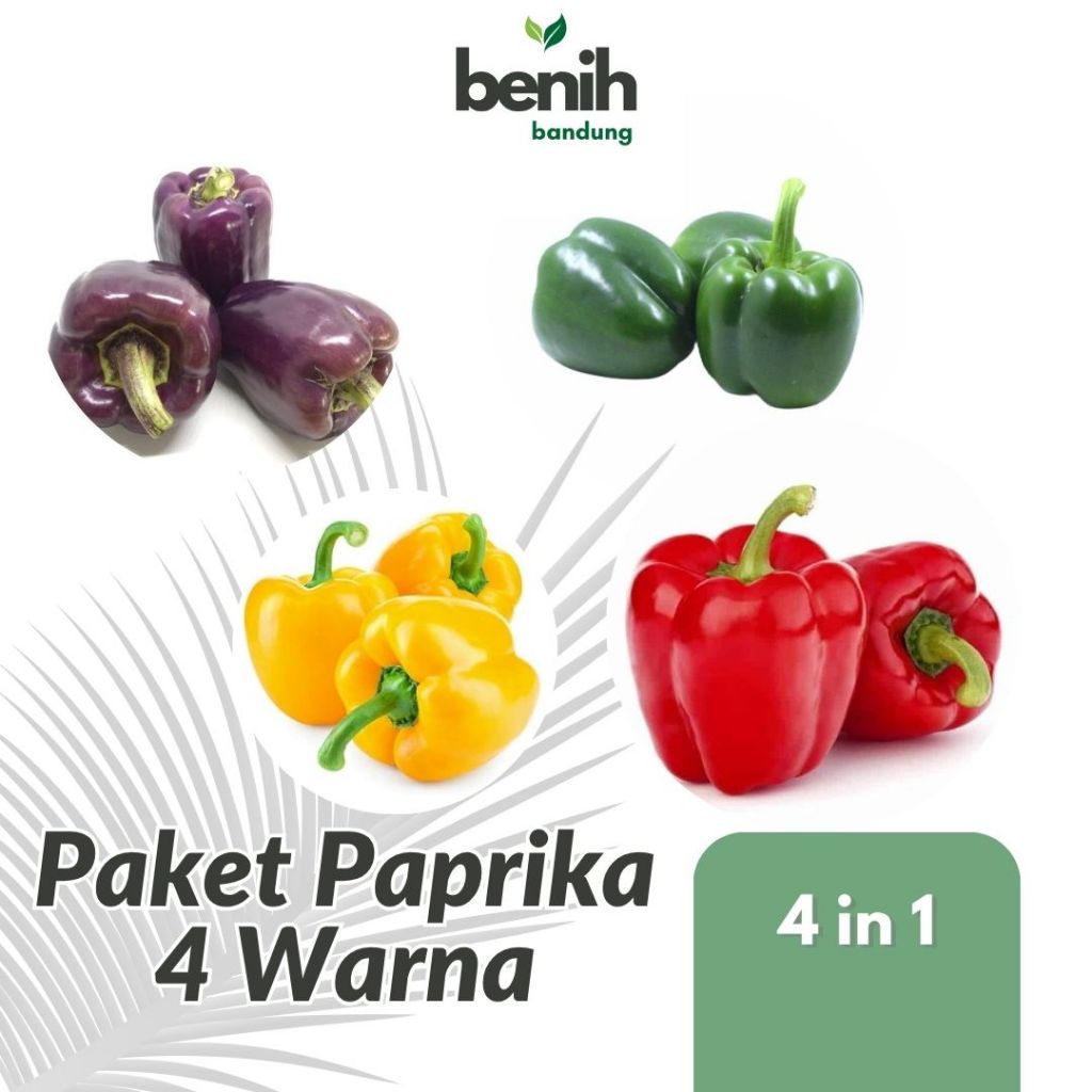 Paket Benih Paprika 4 Macam Warna Bibit Paprika Merah Ungu Kuning Hijau