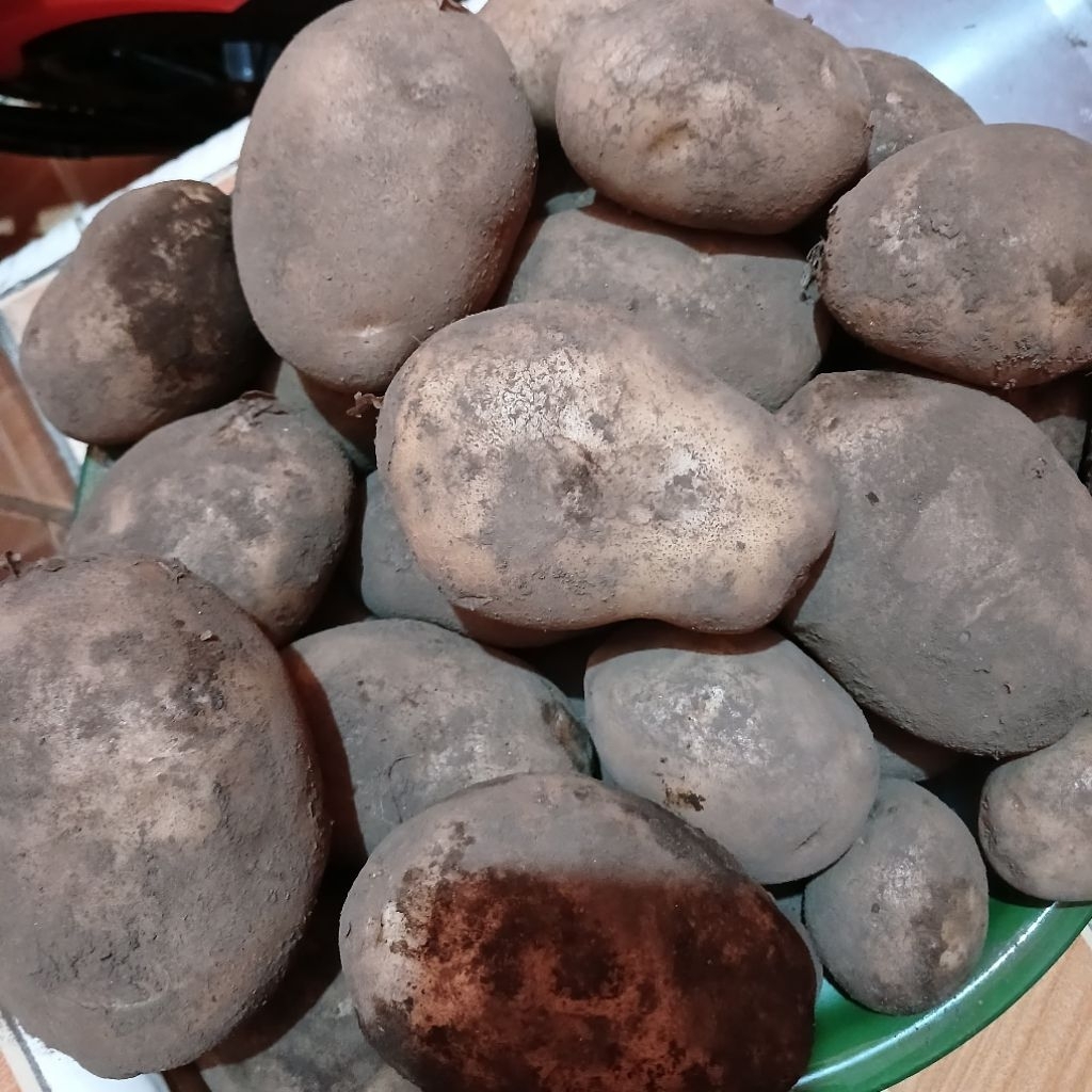 

Kentang Kota Batu 1kg - Ukuran BESAR | Fresh dari Petani