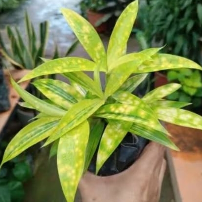 Tanaman Hias Dracena Golden - Tanaman Hias Outdoor - Tanaman Hidup - Tanaman Vertical - Bambu Drcena