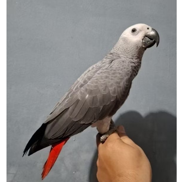 African Grey jinak Afgrey Talking