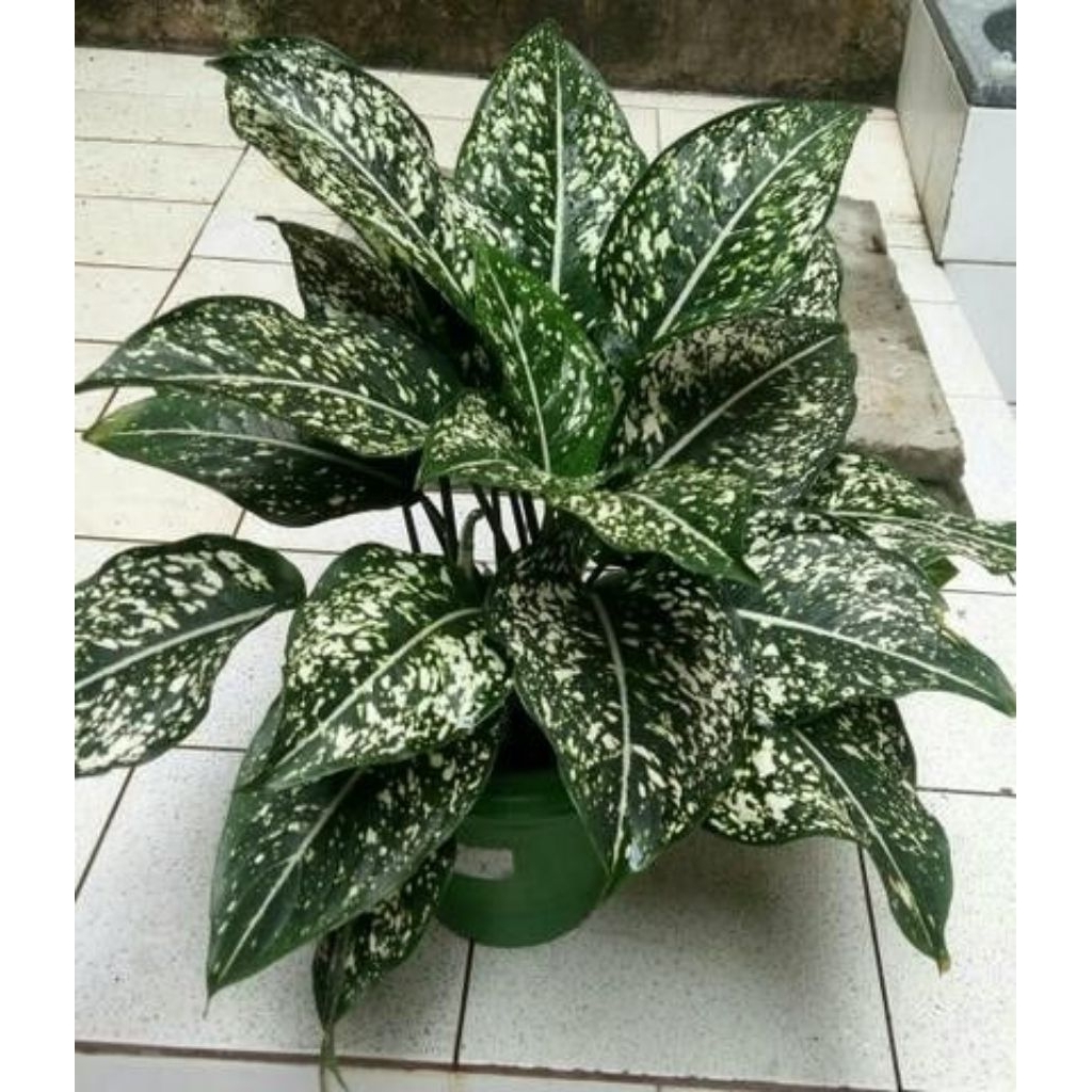 Tanaman hias aglonema srikit/blanceng srikit