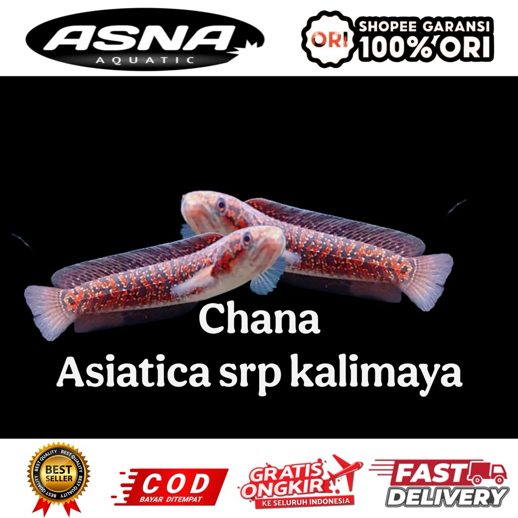 kebutuhan aquarium chana asiatica rsp kalimaya