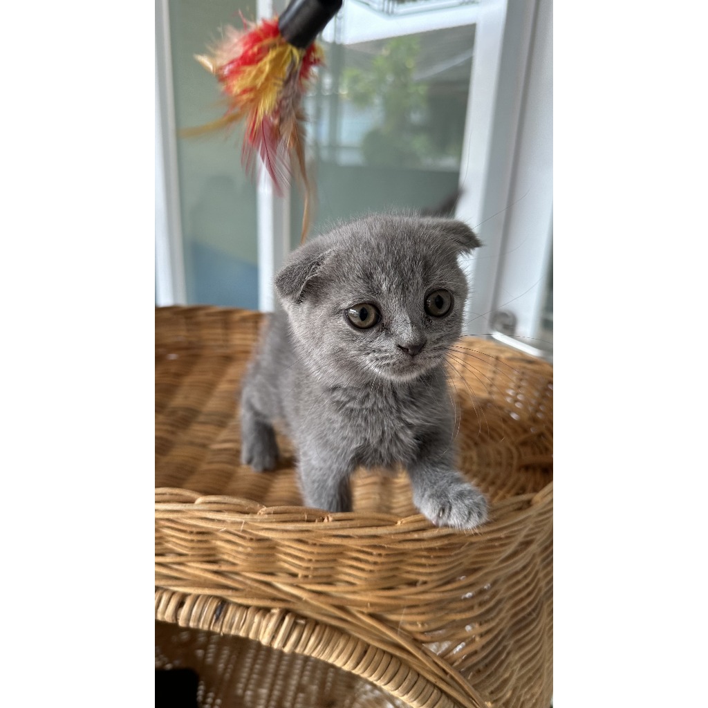 Kucing Munchkin Scottish Fold - Kucing Gaelic Pure Scottish Fold Munchkin