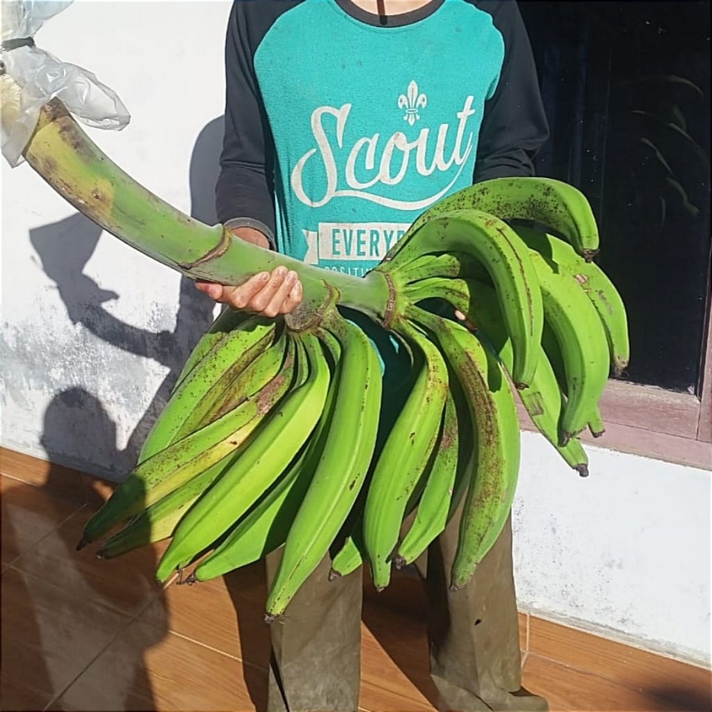 

Pisang tanduk madu super /KG