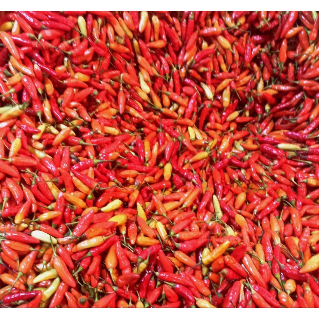 

Cabe Rawit Merah Ori Fresh 500gr