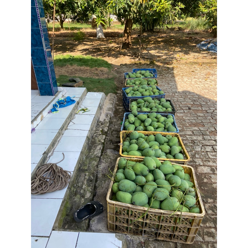 

mangga harumanis fresh langsung petik dari pohonnya jika akan order cek deskripsi dulu biar kagak salah