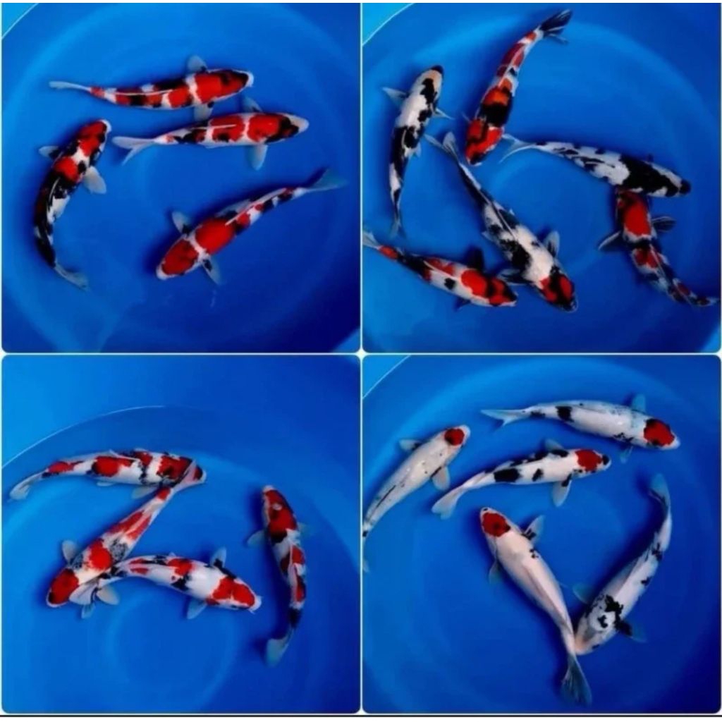 

Mix koi 4 ekor Bersih berkualitas sz 12-15Cm shiro,sanke,sowa,thaisosanke