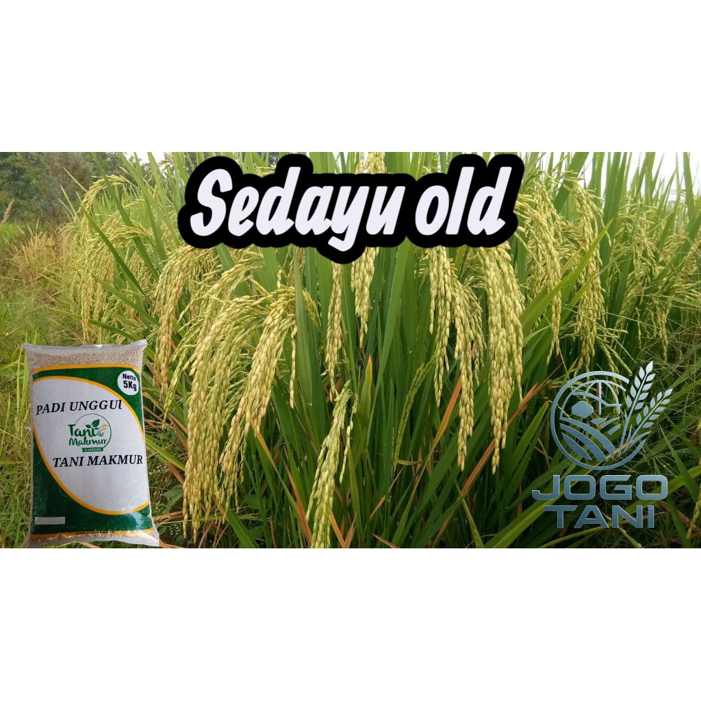BENIH PADI SEDAYU OLD