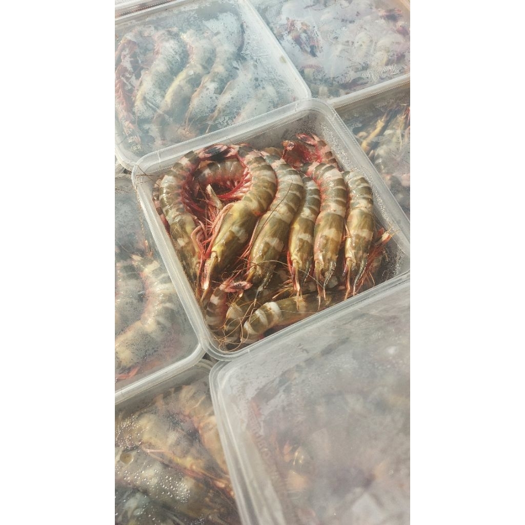 

Udang windu +-1kg