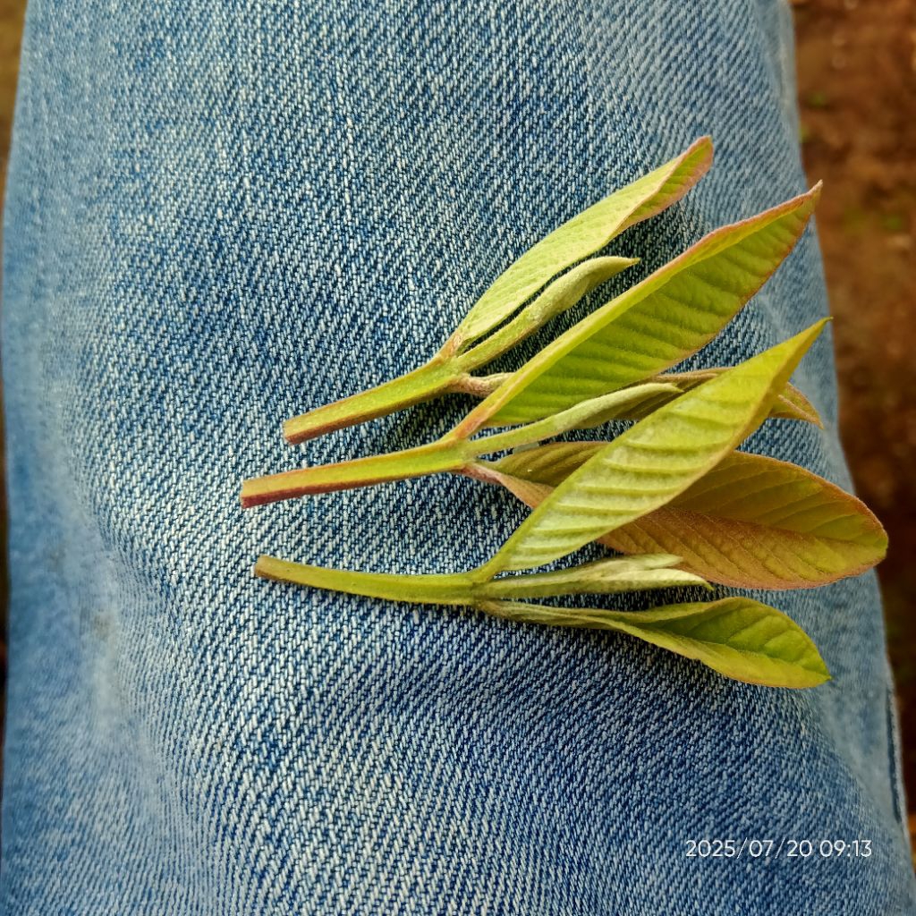 

pucuk daun jambu biji muda segar 30 pucuk