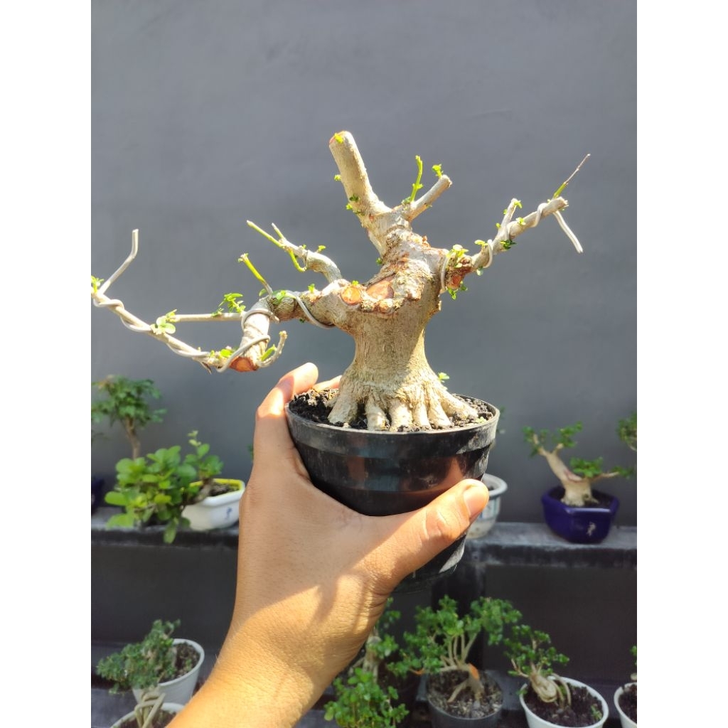 bahan bonsai Sancang mame
