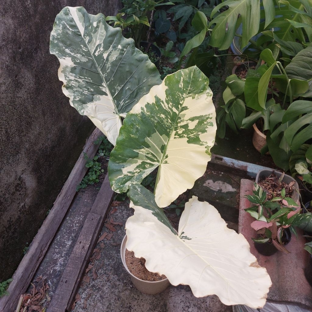 Sente Var Keladi Varigata Keladi Bangkok Thailand