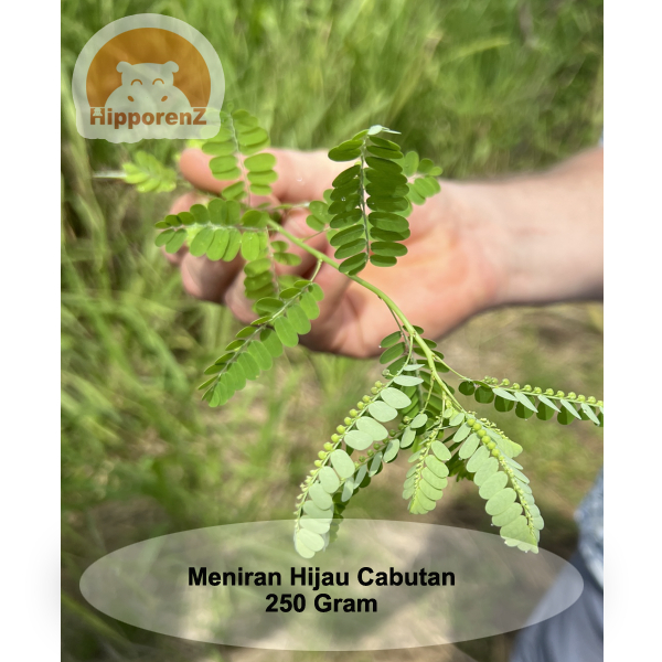 

Meniran Hijau Cabutan Tanpa Media Tanah Per 250 Gram