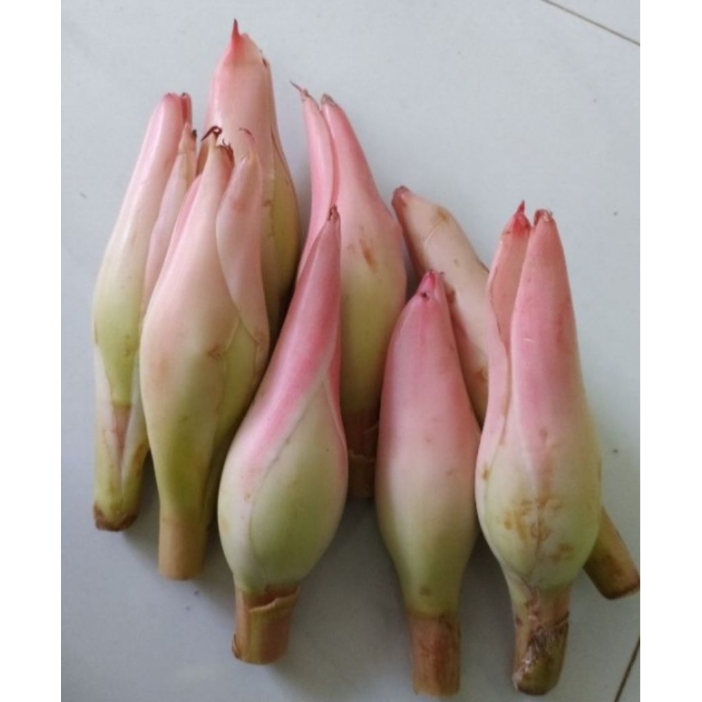 

Jual bunga kecomrang ataw boros honje segar 1kg