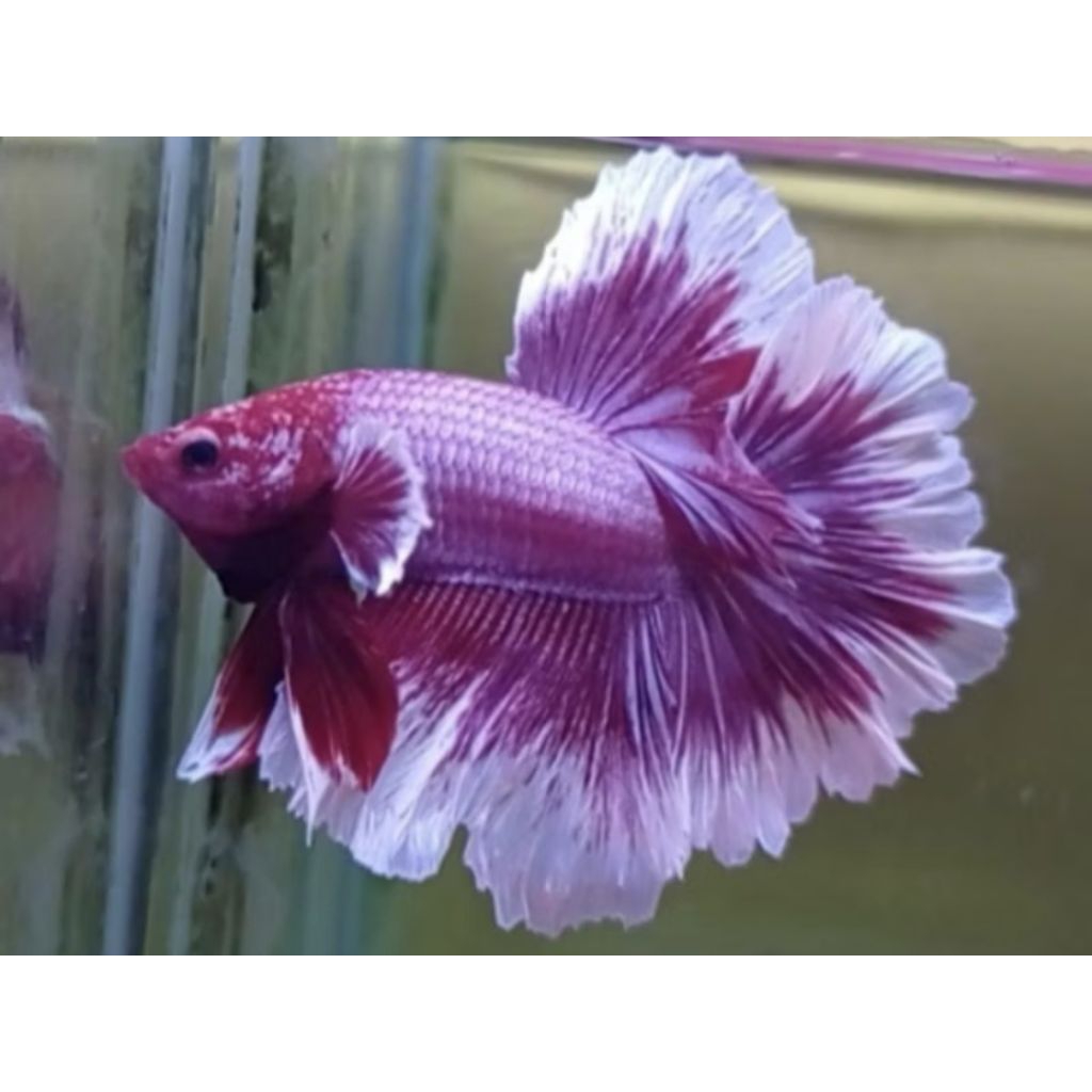 CUPANG HIAS HALFMOON BIGEAR LAVENDER