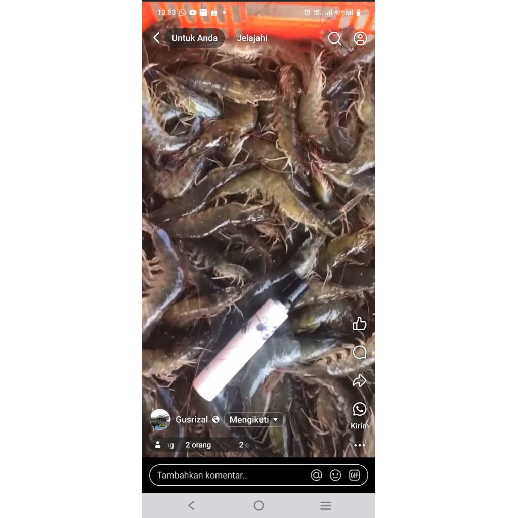 

semua jenis Ikan seger, cumi, kerang, udang (Lapangan)