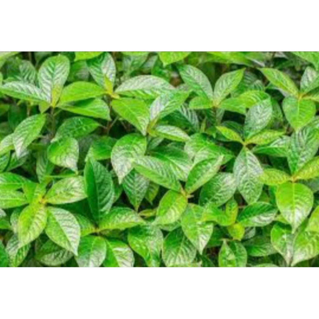 

[ KEBUN SENDIRI ] Tanaman Daun Keji Beling (Herbal) / Kecibeling(Strobilanthes crispus) / Daun Picah Beling Fress 500g