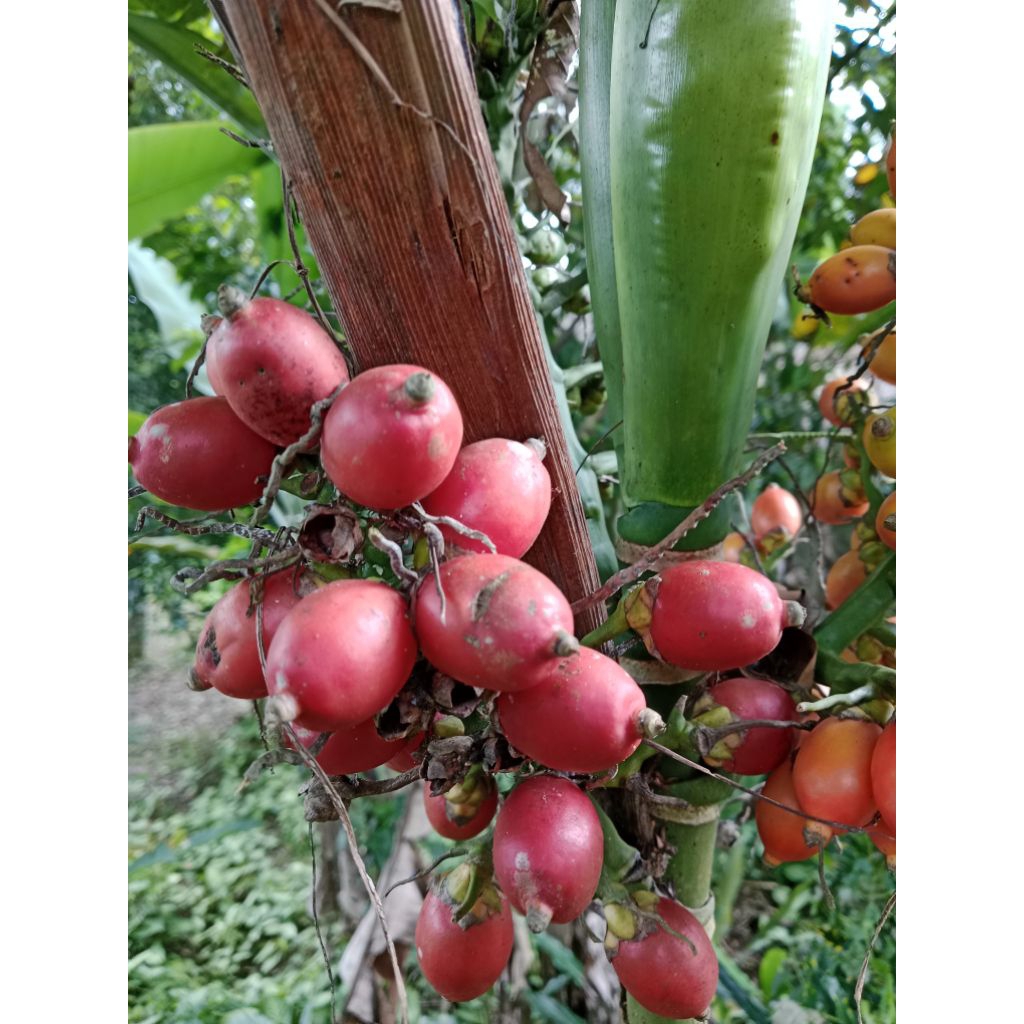 

jambe rende tua full warna merah