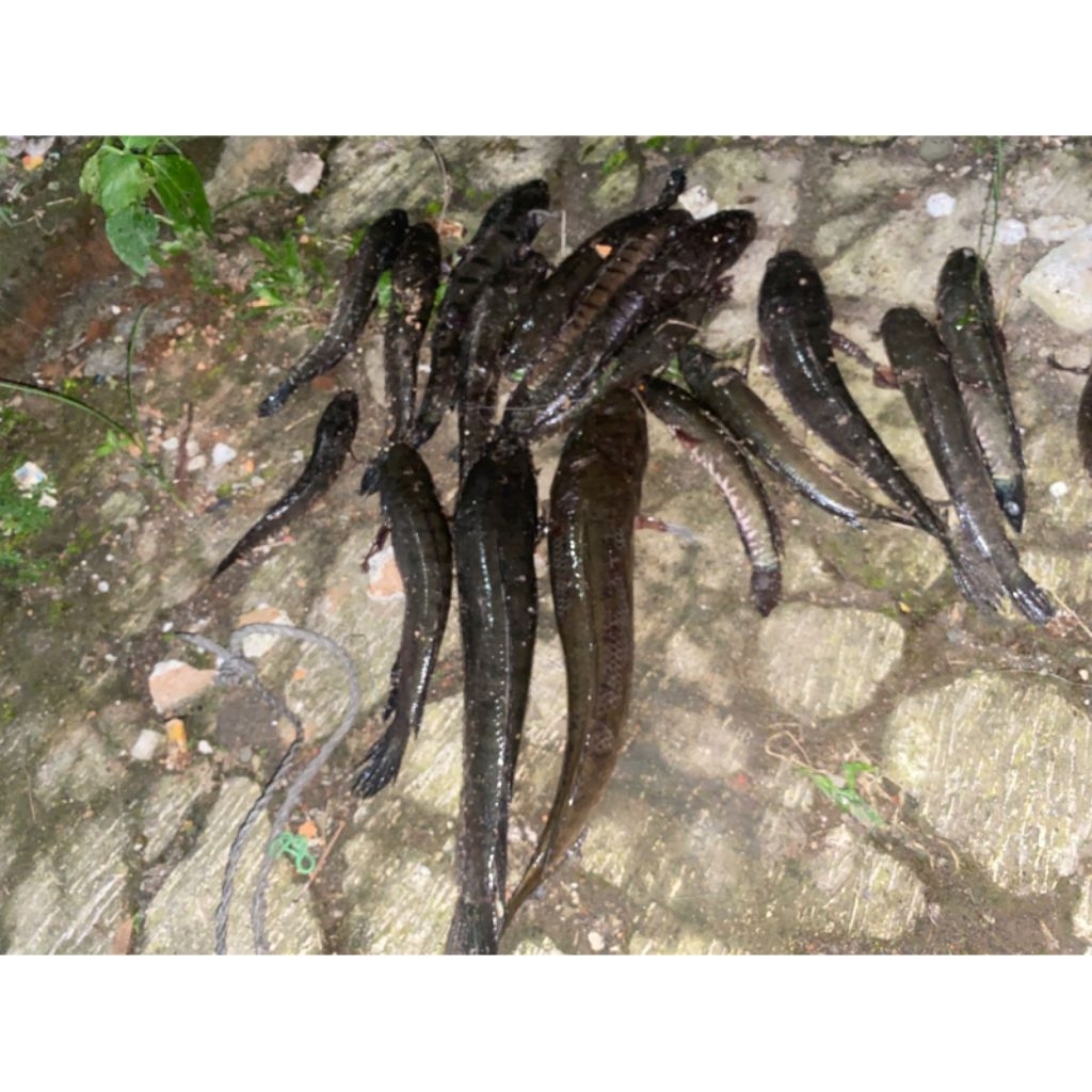 

Ikan Gabus Segar Hidup – Varian 500gr & 1kg | Gabus Alam Pangandaran