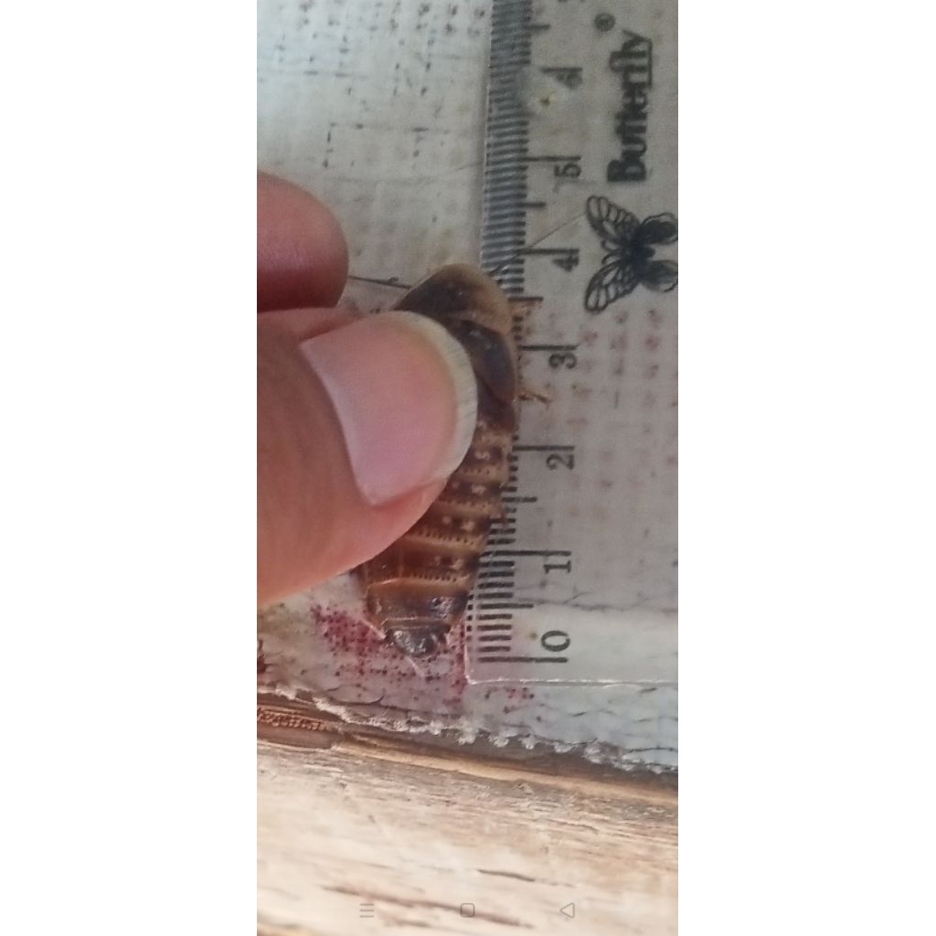 kecoa Dubia murah ukuran 3-4 CM (bonus 20%)sebagai pakan hewan seperti ikan, burung, reptil,dan seba