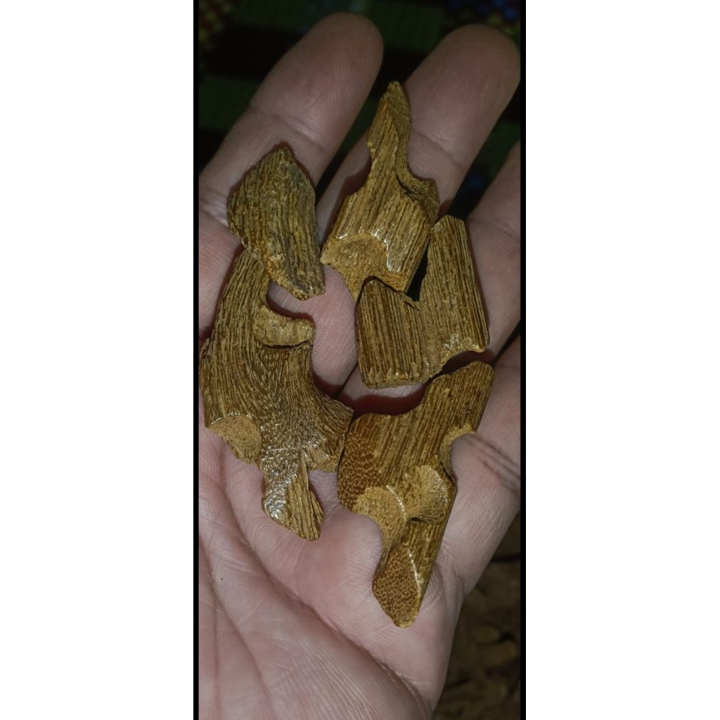 kayu gahru | gahru kayu | kayu gaharu | kayu wangi gaharu | gaharu sanai merauke | gaharu sanai sara