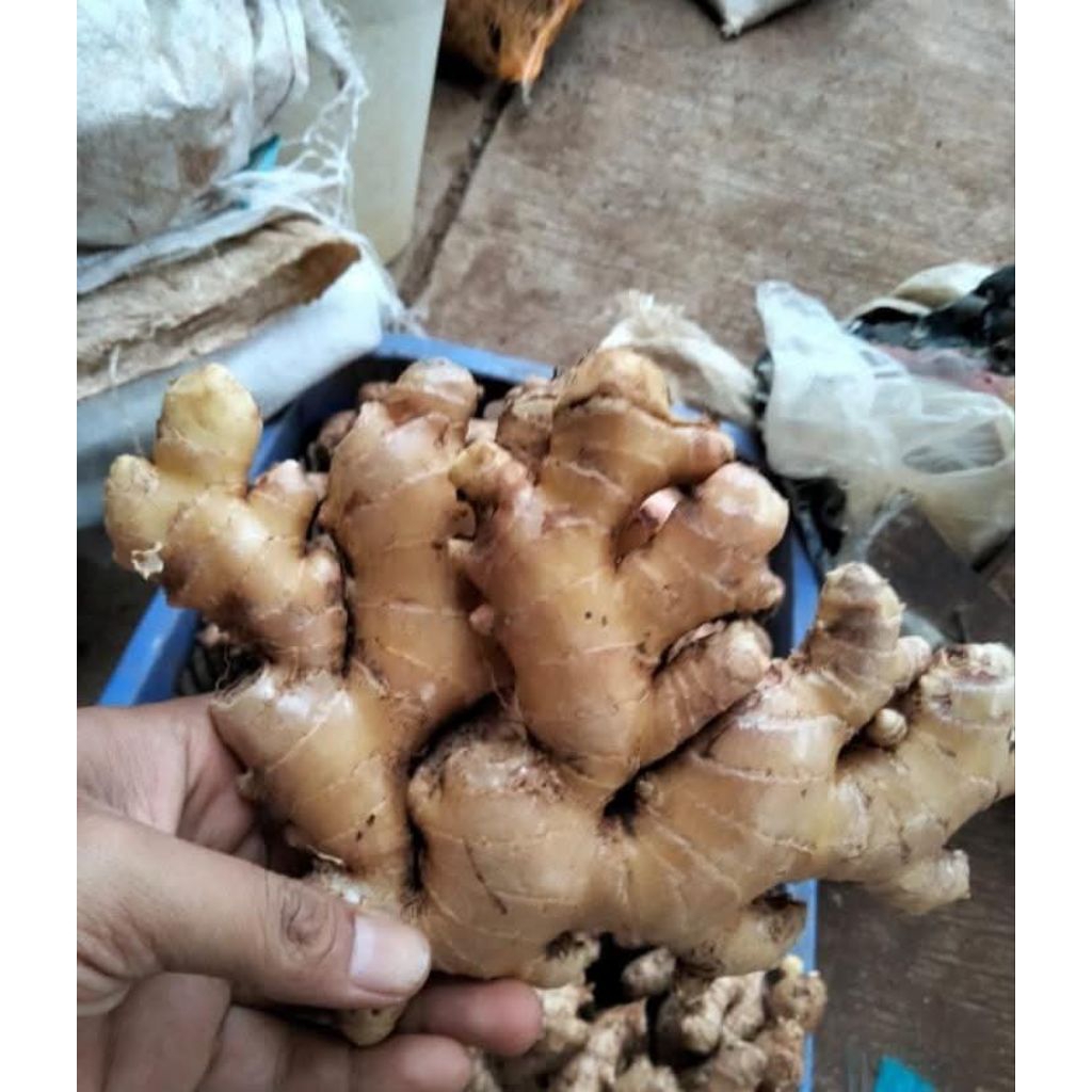 

jahe EMPRIT jawa tua fresh / Segar Murah Pedas Berkualitas Kaya Manfaat 500 gr
