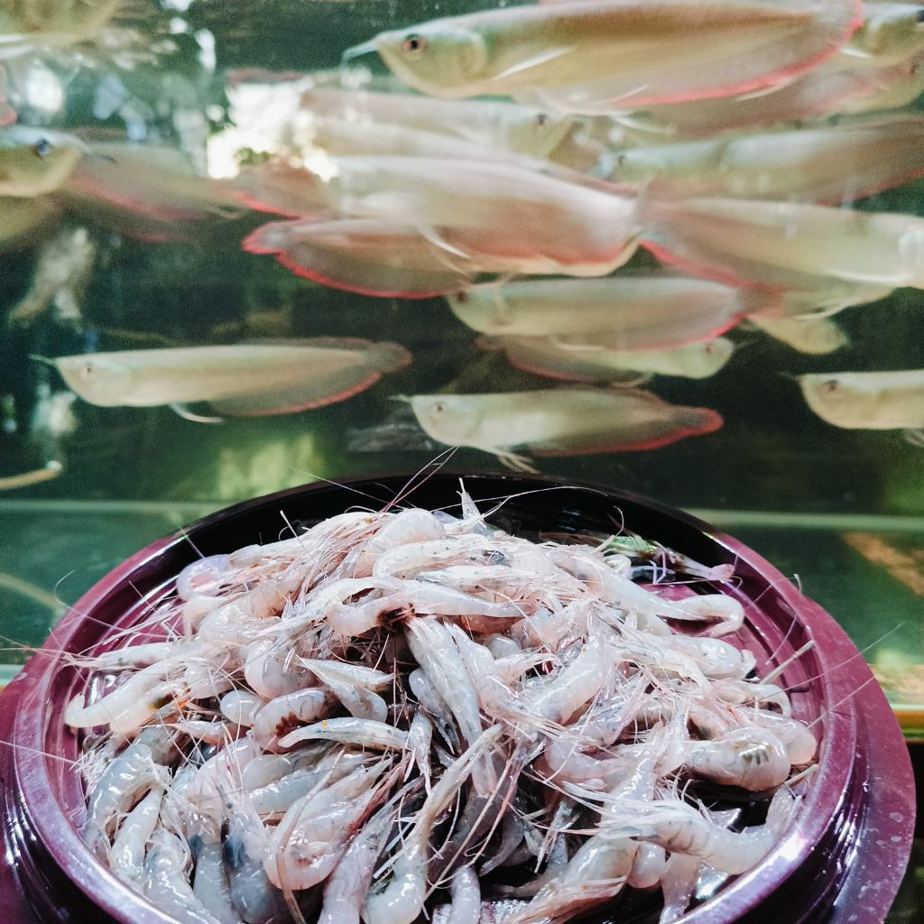 

UDANG FRESH PAKAN PREDATOR