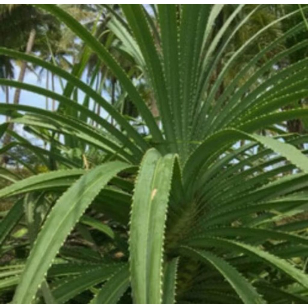 

Daun Pandan Berduri / Daun Pandan Hutan / Cangkuang Segar Fresh Berat 500 Gram