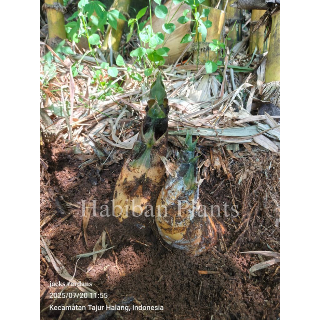 

Rebung bambu kuning fresh terapi alami herbal