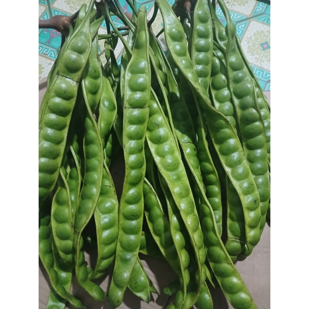 

Petai tua segar 1 ikat isi 10 papan