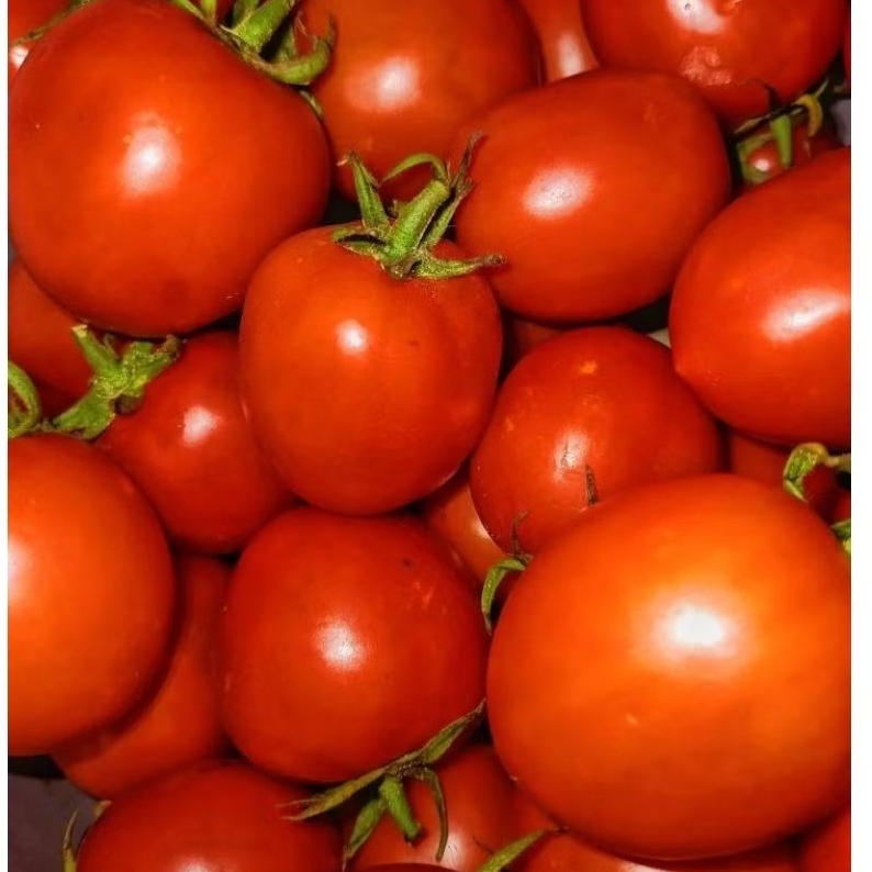 

TOMAT SAYUR PILIHAN 500 GRAM