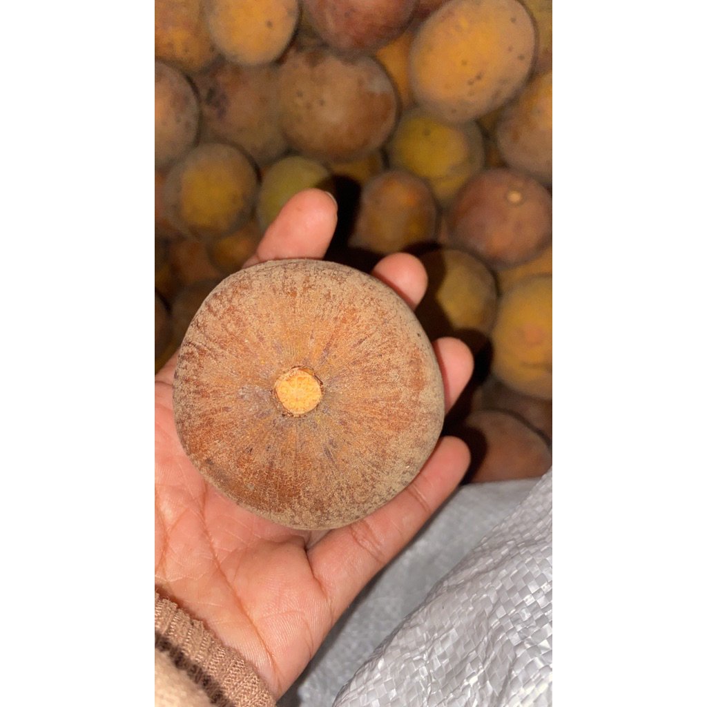 

READY boh seutui /sentul /kecapi LANGSUNG CO YA ISI SEKILO