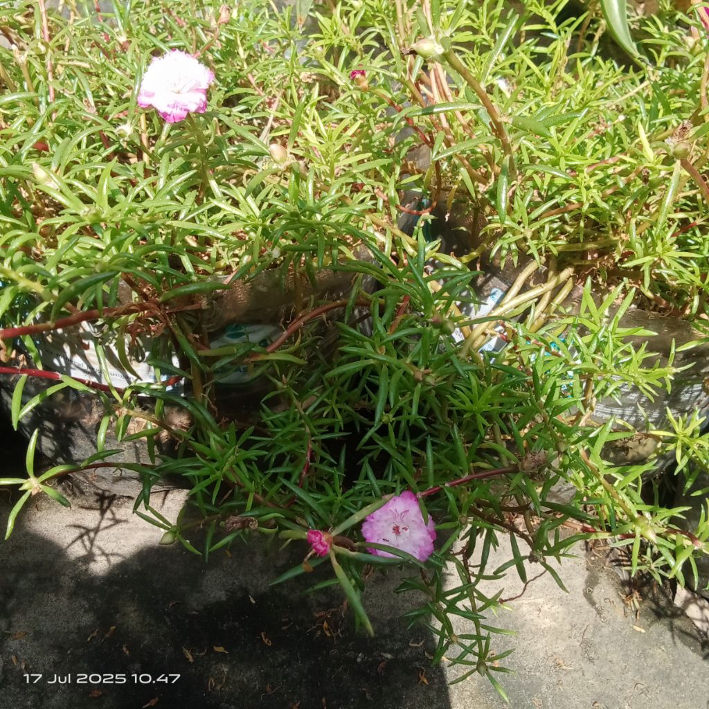 promo bunga krokot moserose cantik2