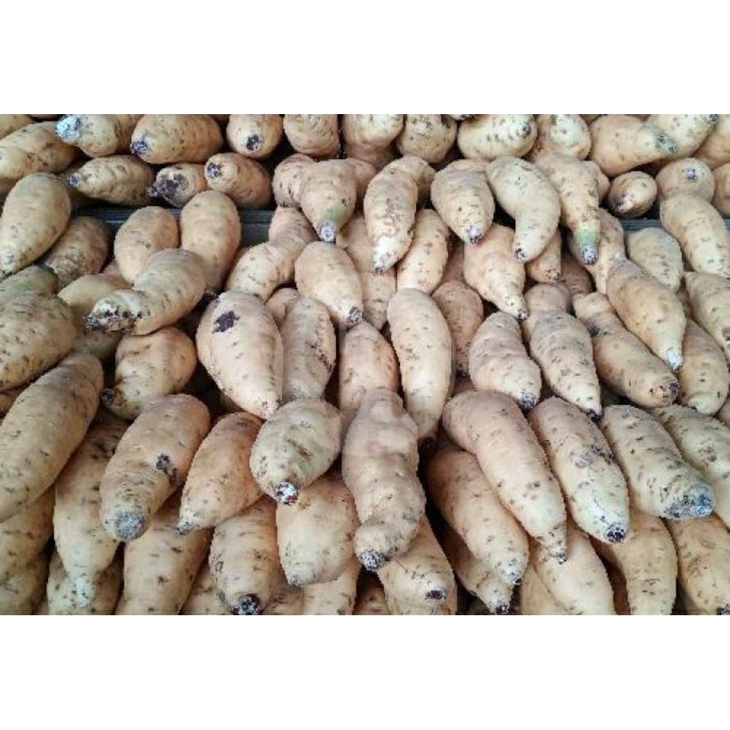 

umbi-umbian / Ubi / Hui 1kg by pasar Tasik online