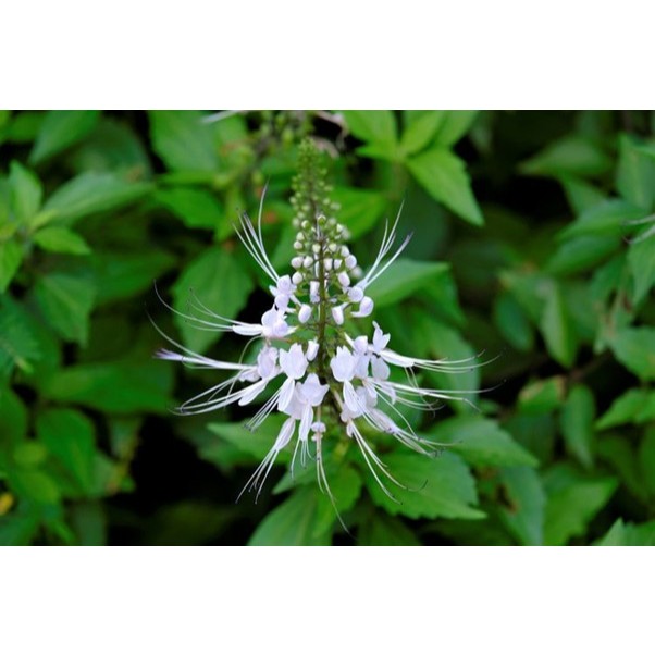 

kumis kucing bubuk / cat's whisker powder original