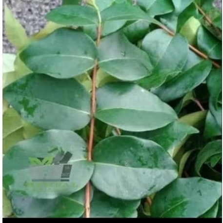 

Daun dewandaru segar,daun herbal kaya manfaat per100 lembar