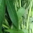 

DAUN SINGKONG/CASSAVA LEAVES 2 IKAT