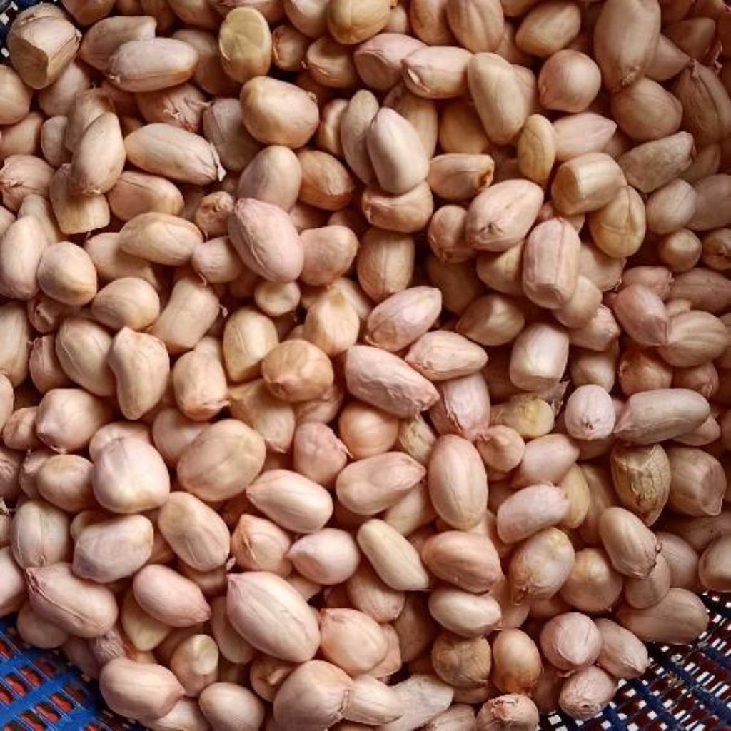 

KACANG TANAH (Putih) MENTAH Premium Besar