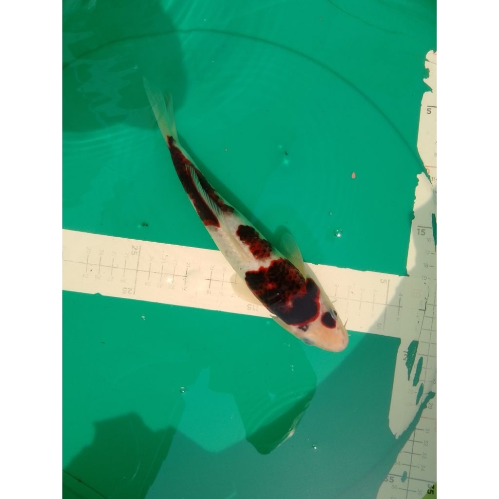 Ikan koi Budo Goromo 27cm asal Blitar