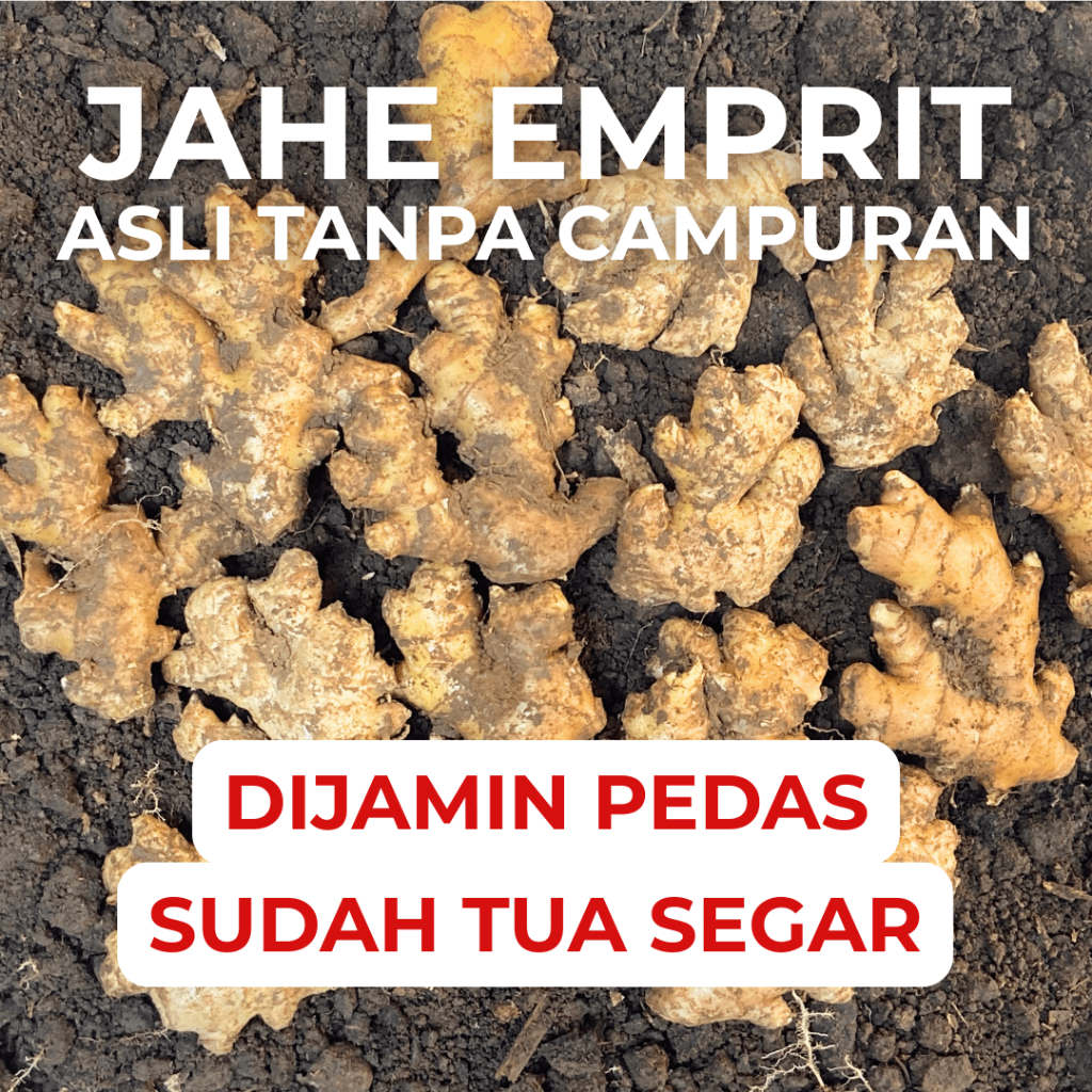 

Jahe Emprit 1 Kg Segar Asli Sudah Tua Dijamin Fresh Mprit Berkualitas Dari Petani Langsung