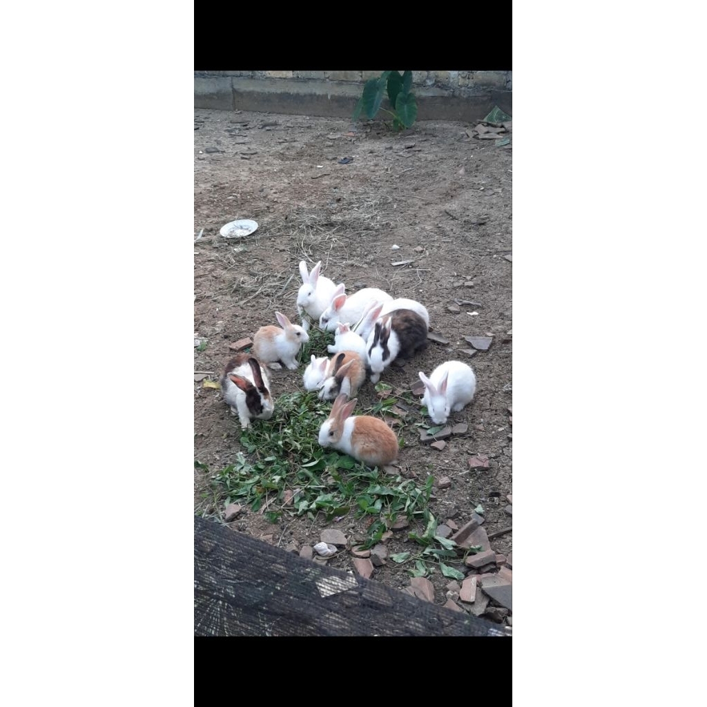 hewan kelinci hidup induk