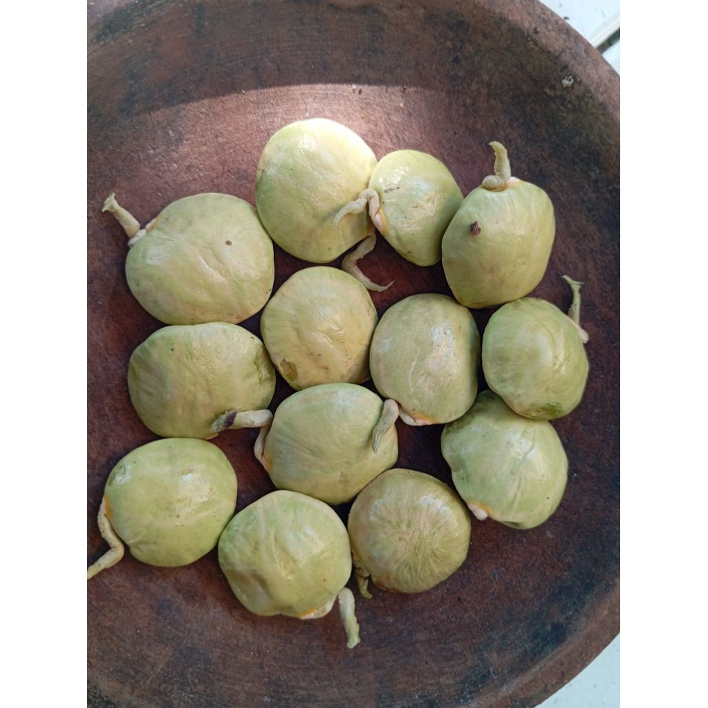 

Jengkol Lalab Segar 250g