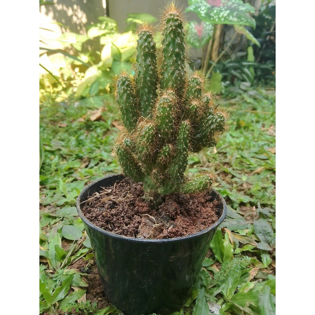 Kaktus Cereus Cristata Unik Tinggi 10cm - Free Pot//Tanaman Hias Mini Estetik//Tanaman Kaktus Hidup/