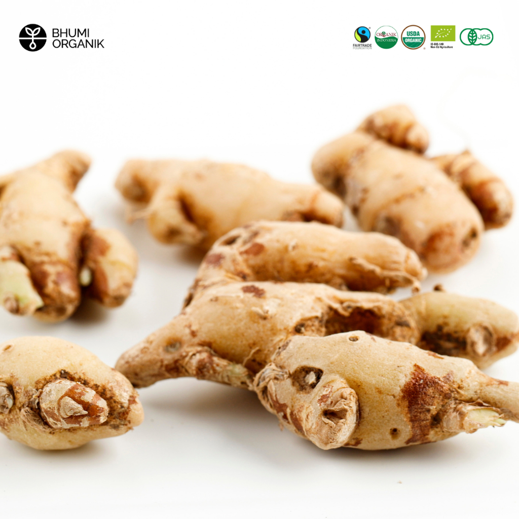 

Kencur Organik 100 gram - Ceritanik/Bhumi Organik - Aromatic Ginger Organic - Rempah Organik Sehat - Rempah Organik Premium