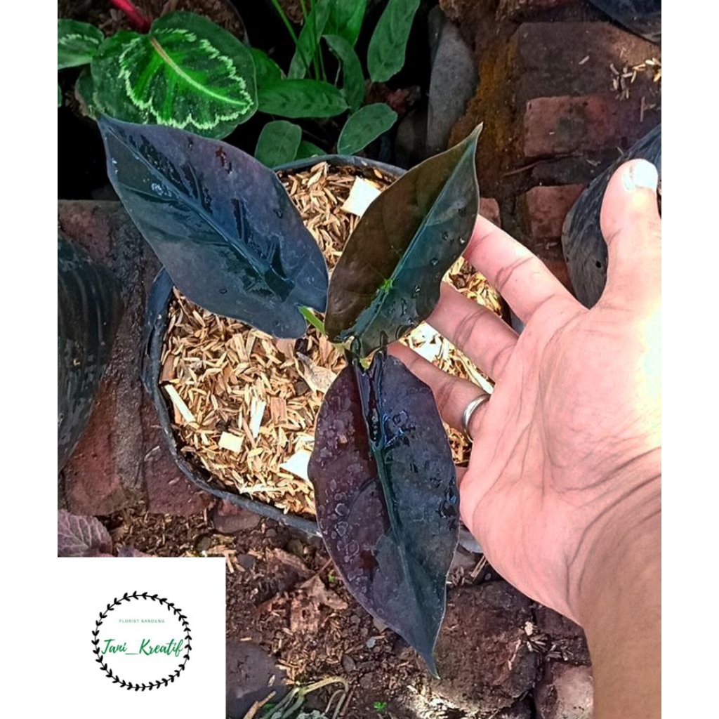Alocasia Black Infernalis