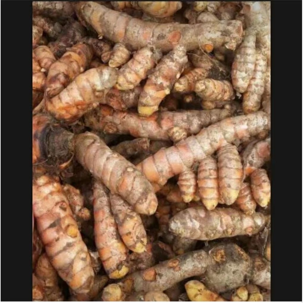 

kunyit kunir 250 gram fresh kunyit kuning bumbu masak herbal alami kaya manfaatnya