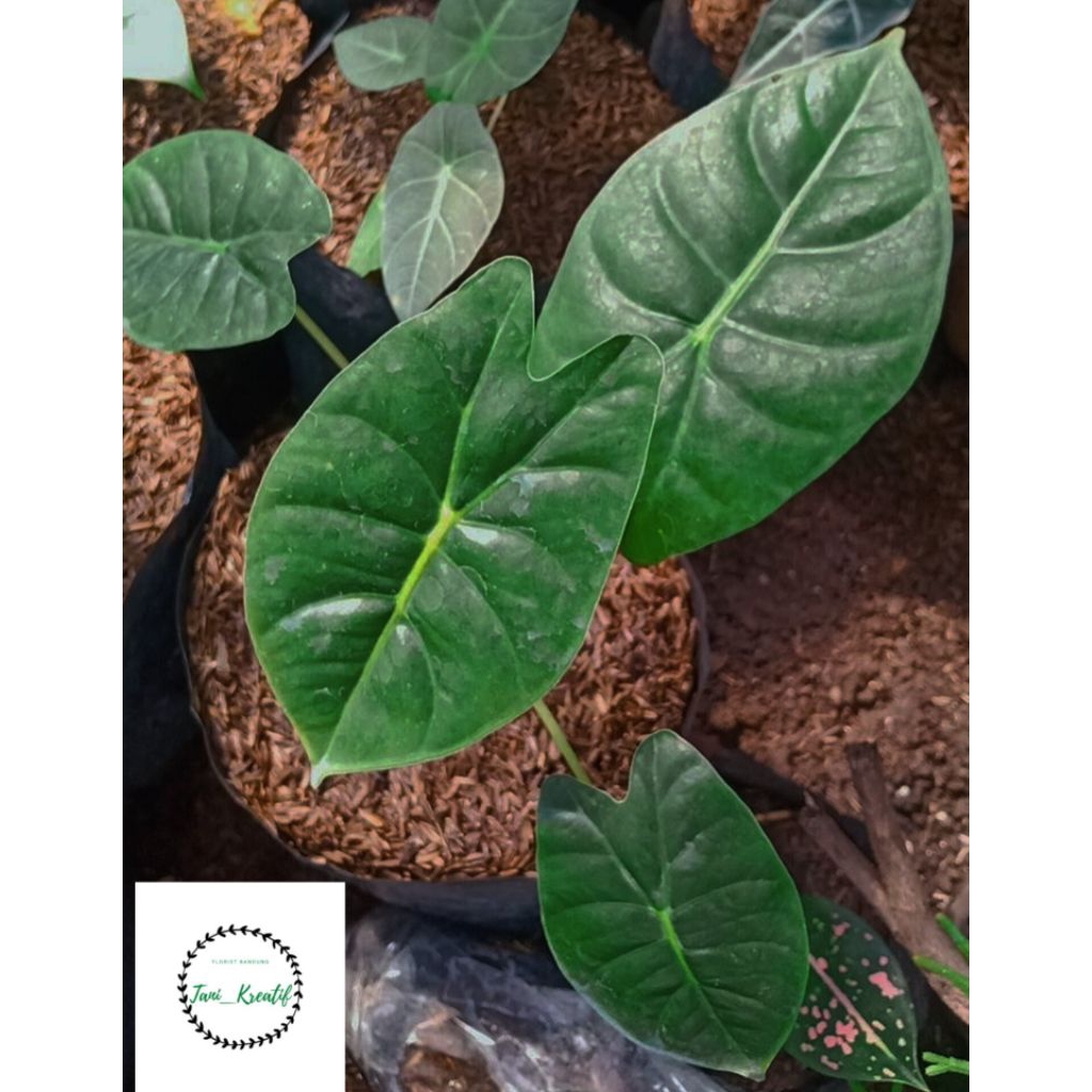 Alocasia Golden Bone Remaja
