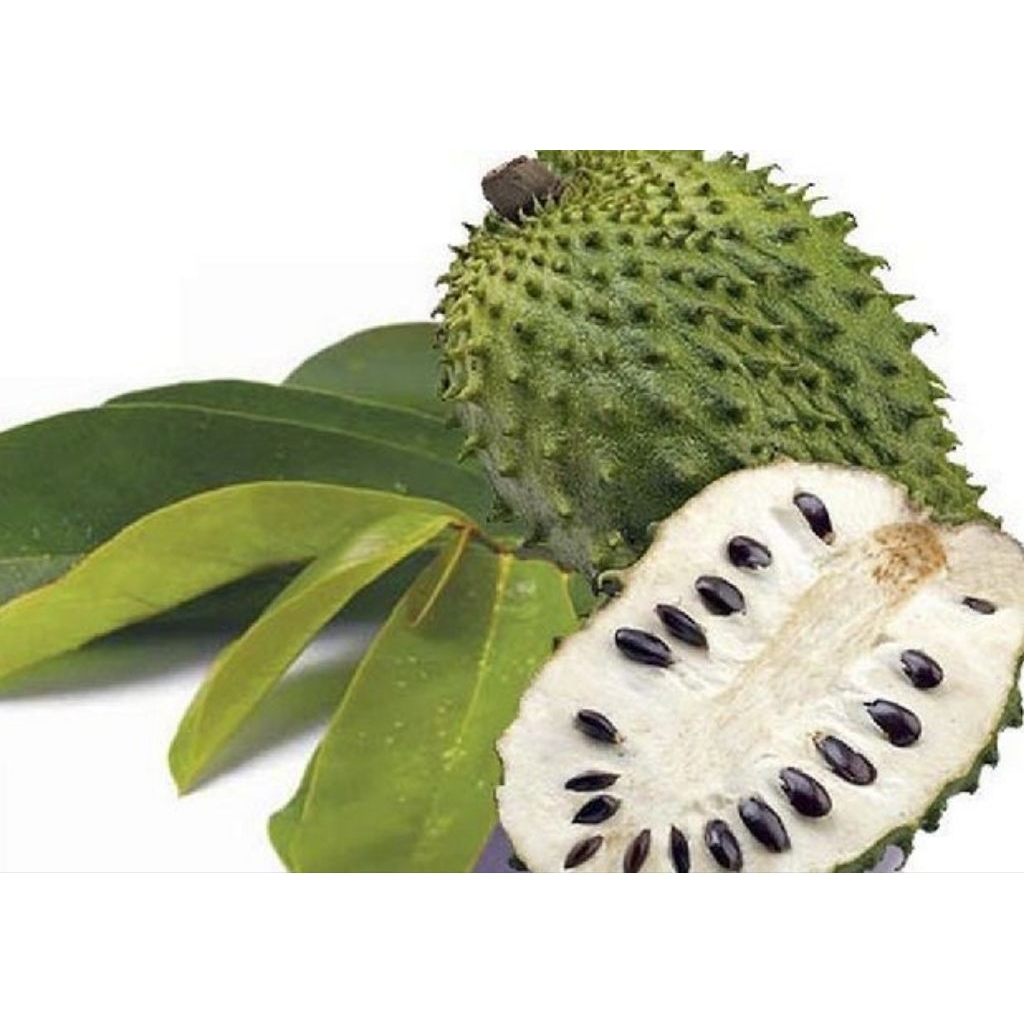 

BUAH SIRSAK FRESH BARU DIPETIK