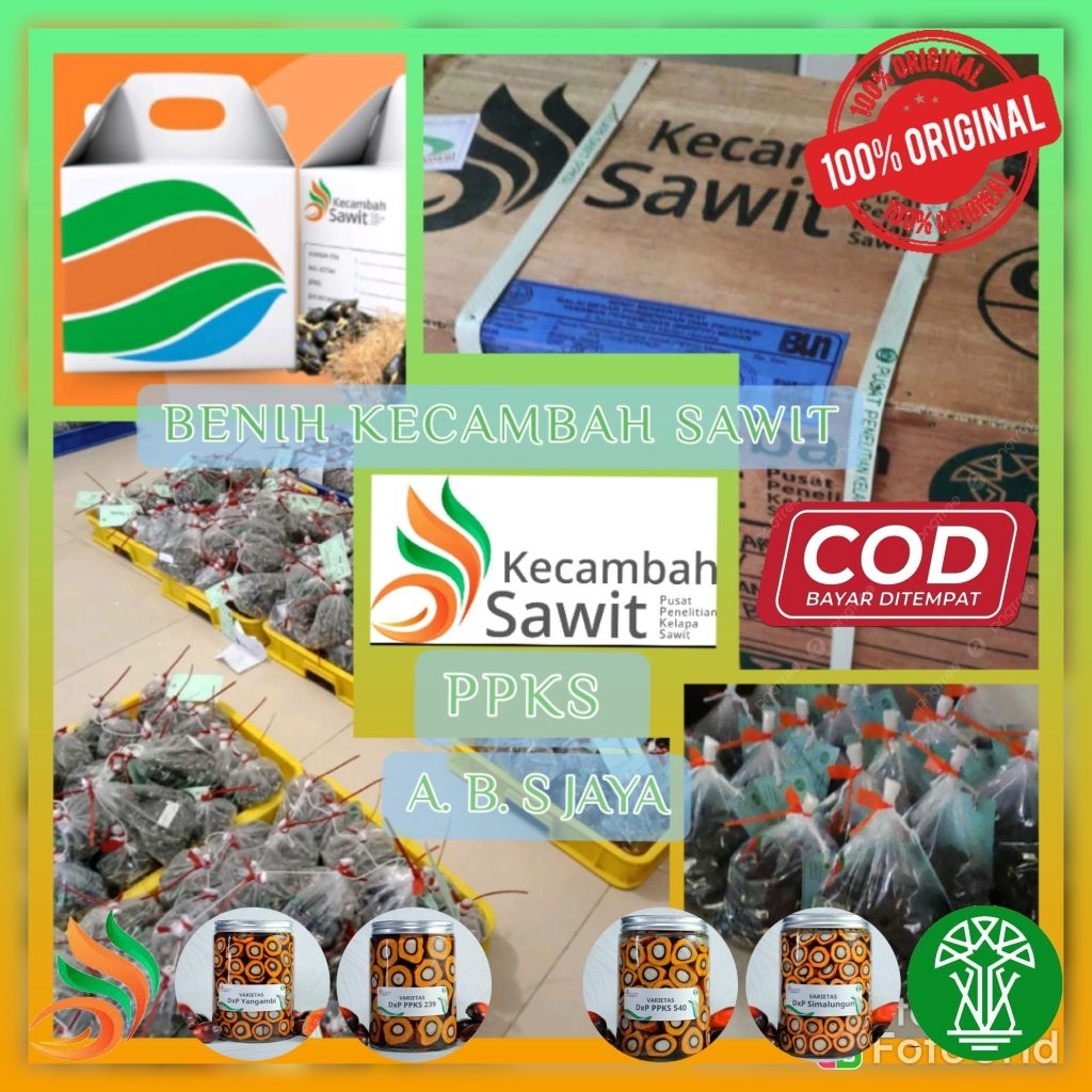 BIBIT BENIH SAWIT UNGGUL PPKS DXP SMB 239, YANGAMBI, 540 NG BERSERTIFIKAT